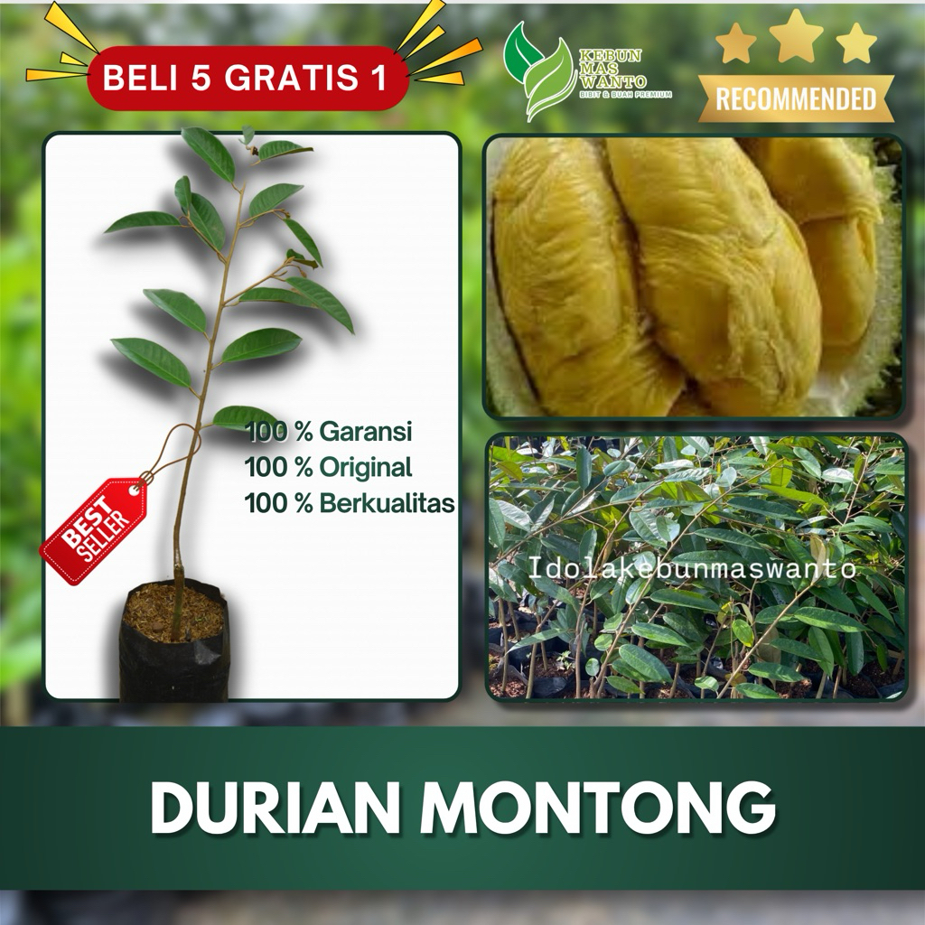 BIBIT DURIAN VARIETAS MONTONG SUPER UNGGUL-BIBIT DURIAN MONTONG-BIBIT BUAH DURIAN MONTONG UNGGUL
