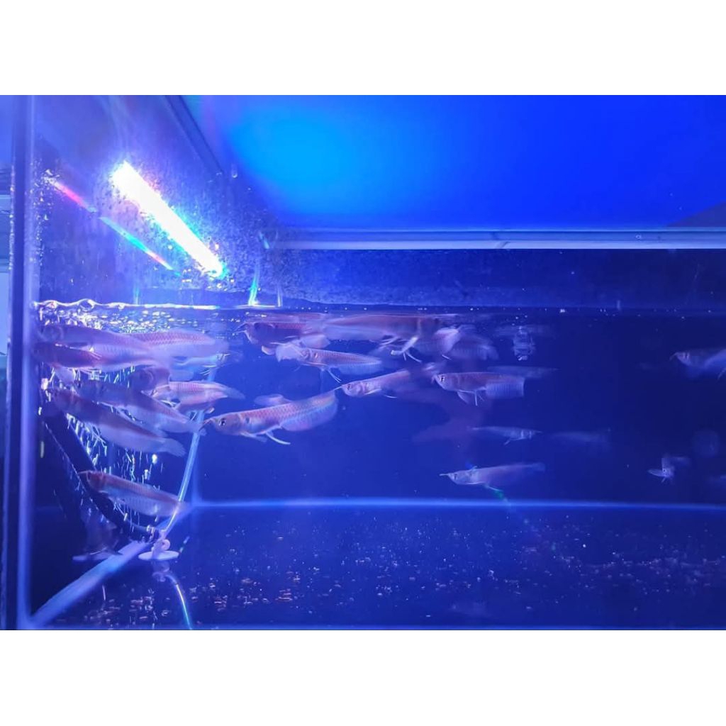 arwana silver red 8-10cm