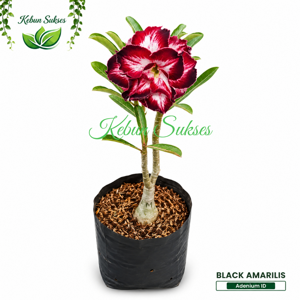 Adenium ID Black Amarylis Bunga Tumpuk Sudah Berbunga