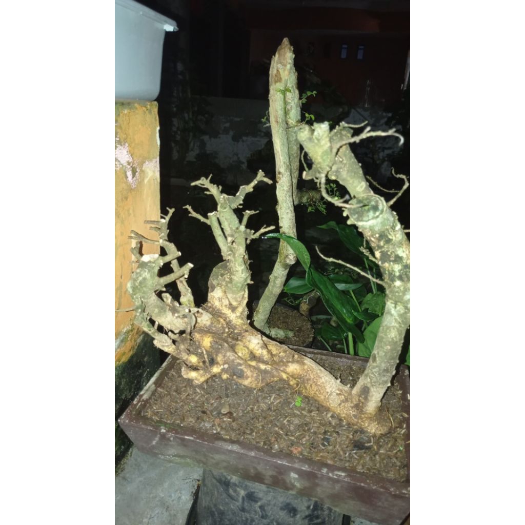 bahan bonsai serut bunjin