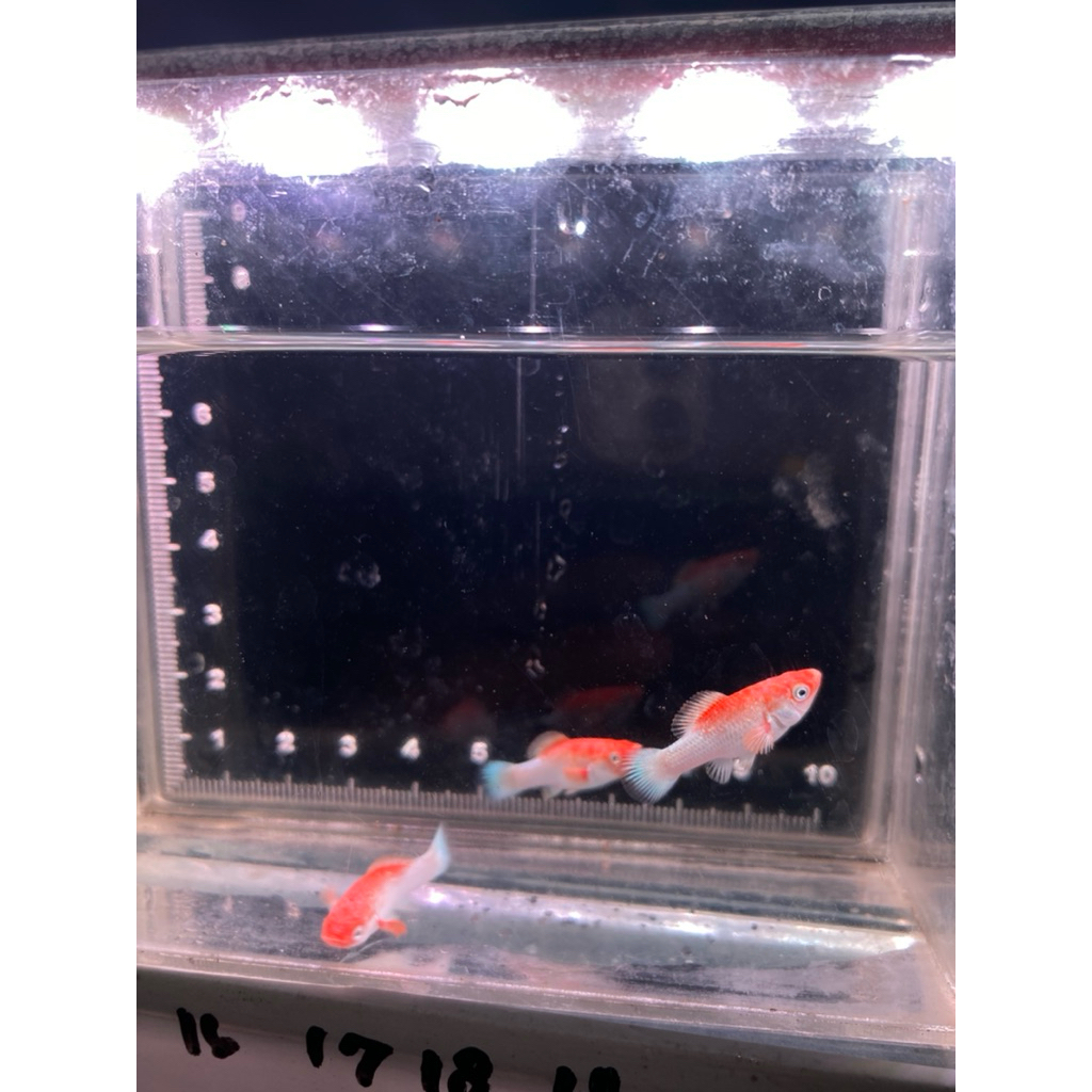molly tanco roundtail ori thailand