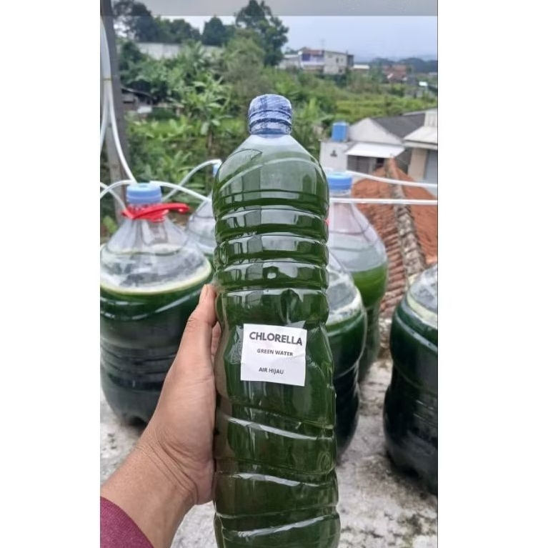 Chlorella 1,5 Liter / Green Water Chlorella/ Air Hijau Chlorella Terjangkau