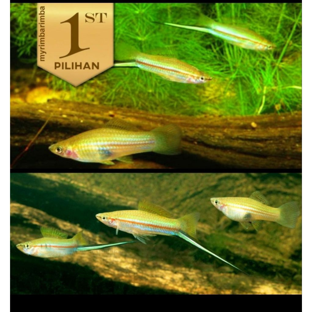 Platy Pedang Hijau Swordtail Ikan Hias Aquascape Hiasan Aquarium