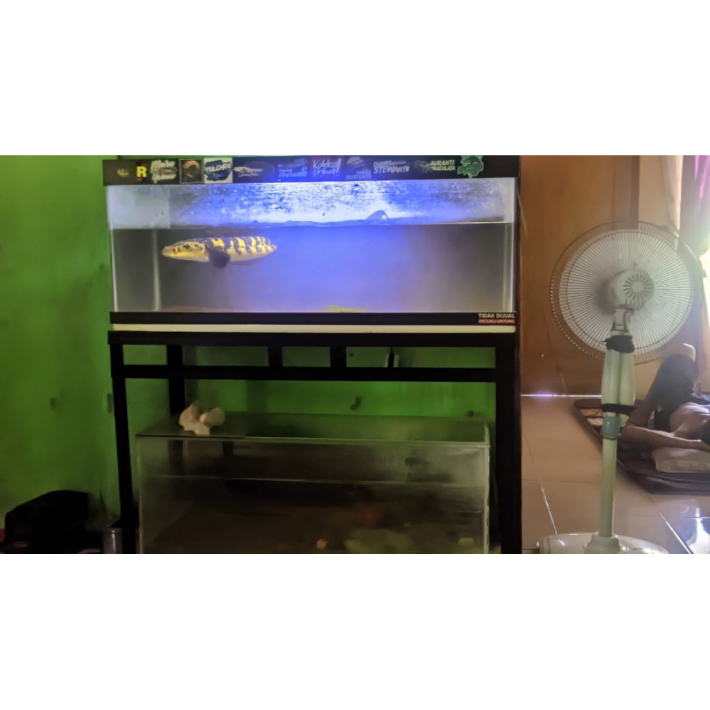 ikan chana maru yellow+ aquarium