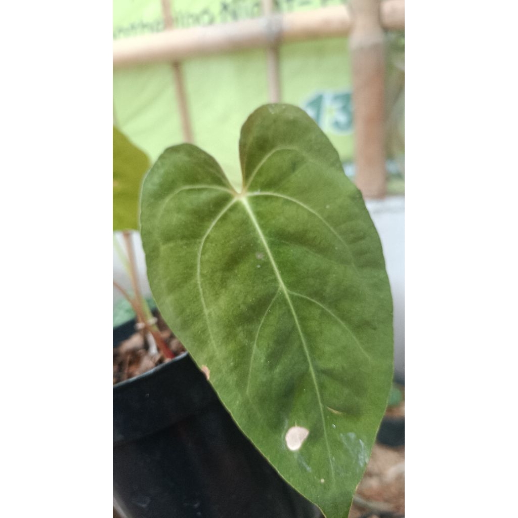 Anthurium papilaminum variegata mint