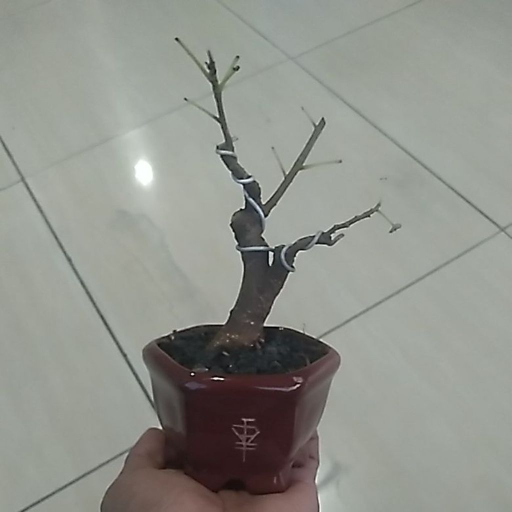 Bonsai mini ficus bunut