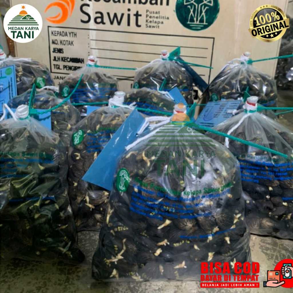 Bibit Kecamba Sawit Dumpy Unggul - Varietas Pelepah Pendek, 250 Butir Bersertifikat