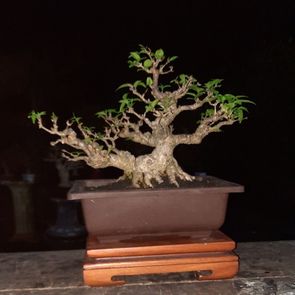 bonsai anput small