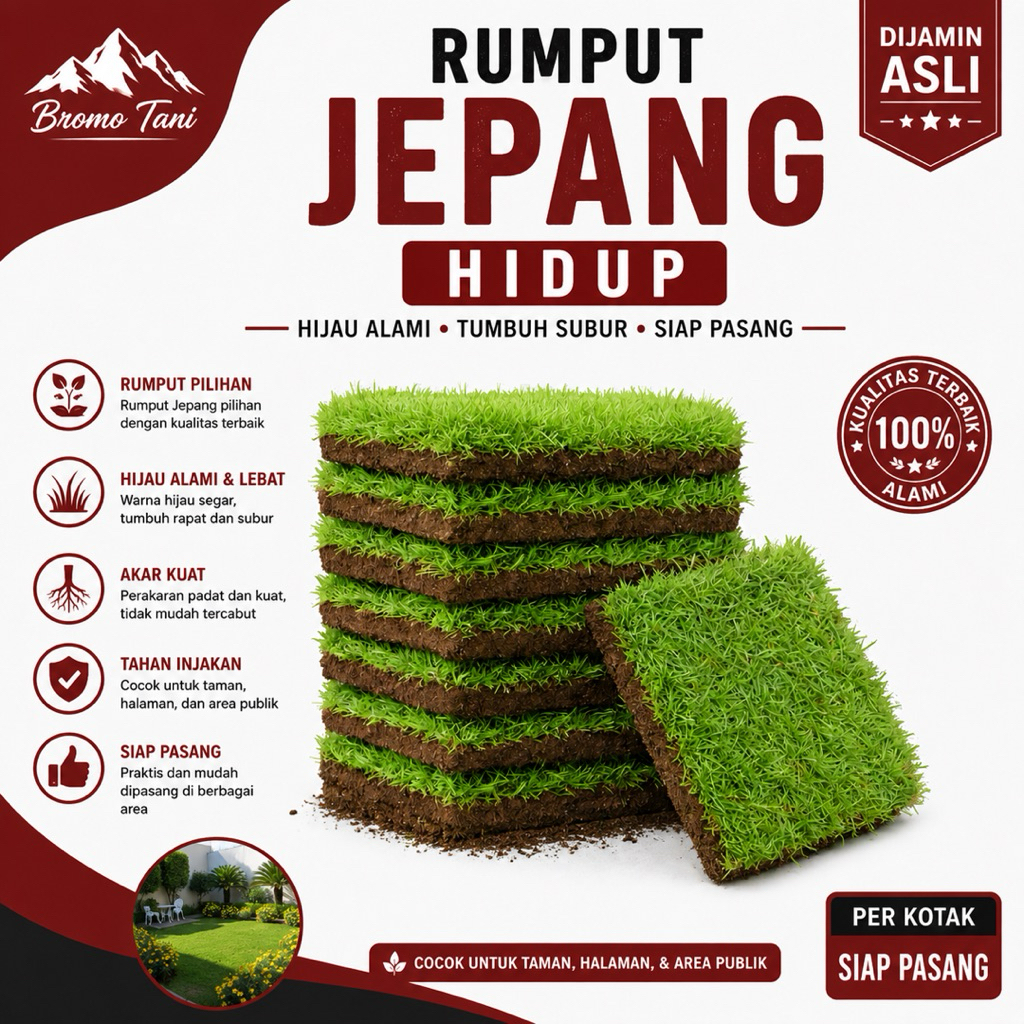 BROMO TANI Rumput Jepang Hidup 15-17 Cm /  Rumput Hias Hijau Segar Untuk Taman / Kuburan / Makam