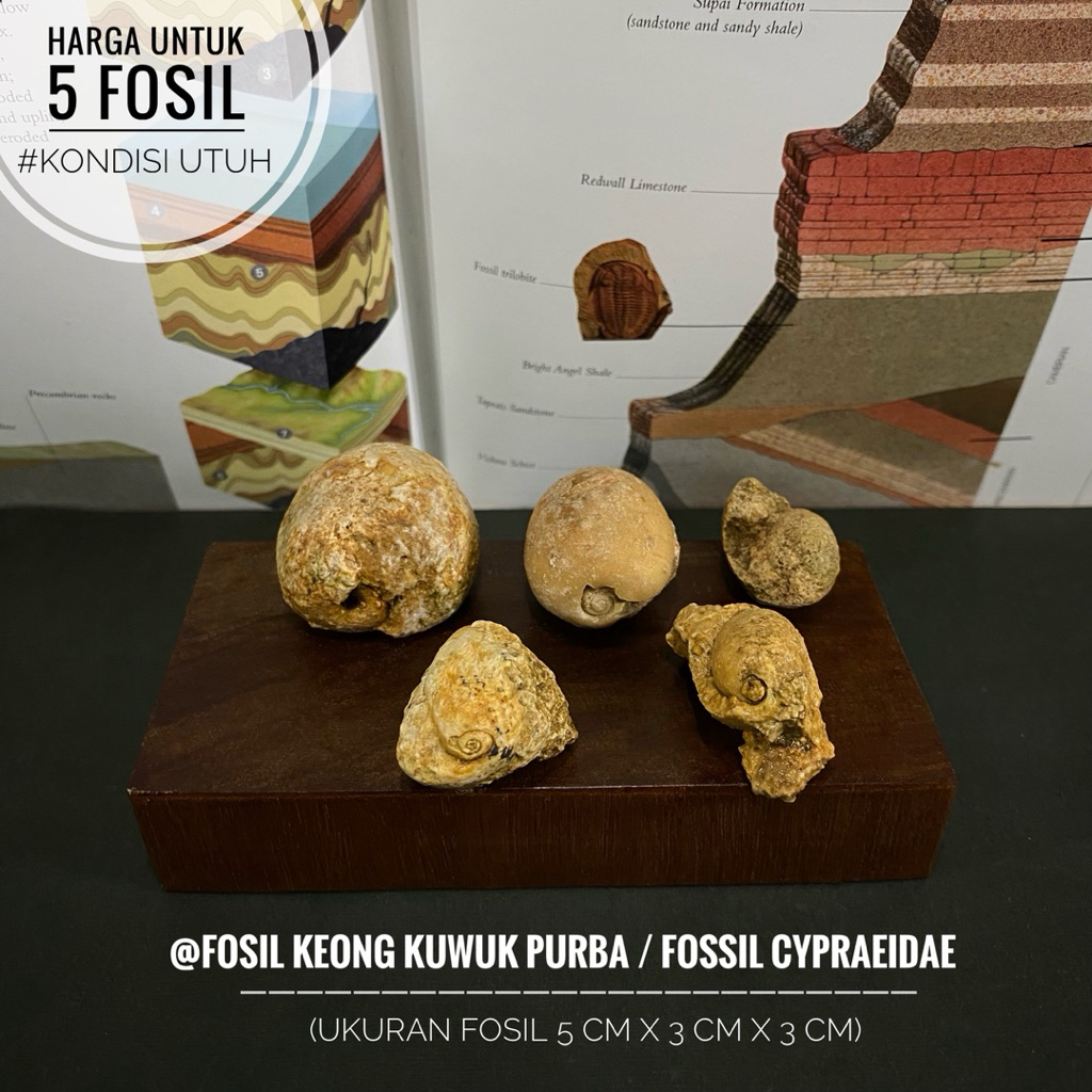 Fosil Keong Kuwuk Purba atau Fossil Cypraea Annulus atau Fosil Snail atau Fosil Kol Buntet