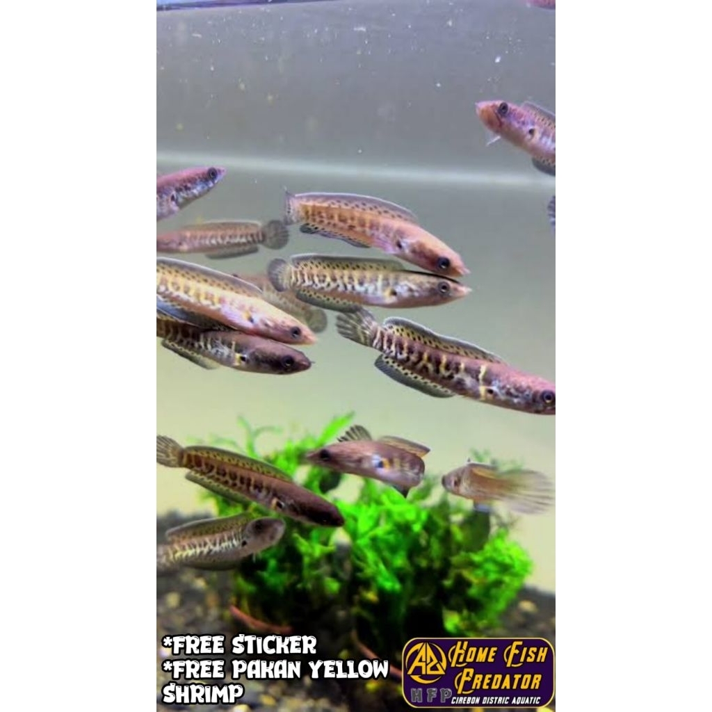 Channa Auranti Maculata 3-5cm - Warna Menawan, Mental Kuat, Daya Tahan Tinggi