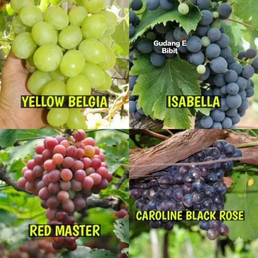 Promo Paket 4 Bibit Anggur Import Hasil Grafting