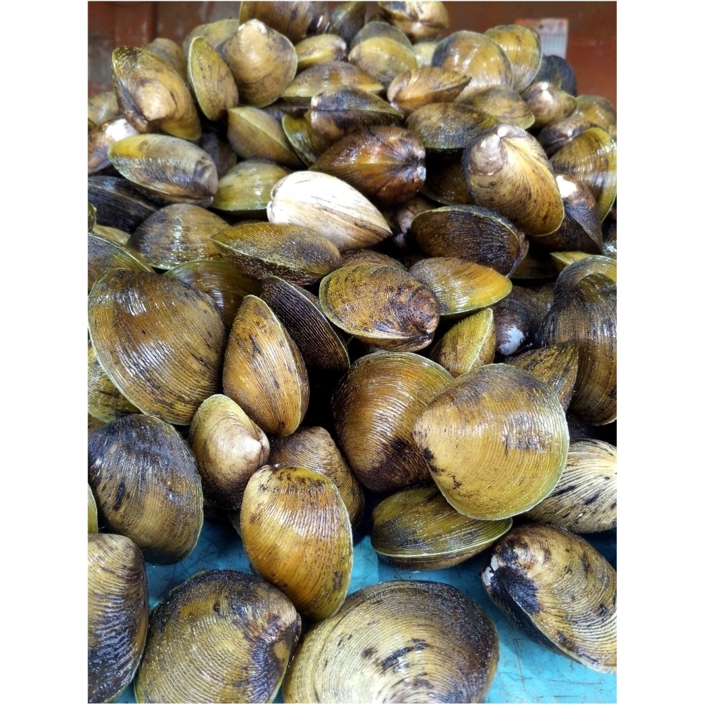 Kerang Jimbaran/Erosa/Totok 1Kg Besar