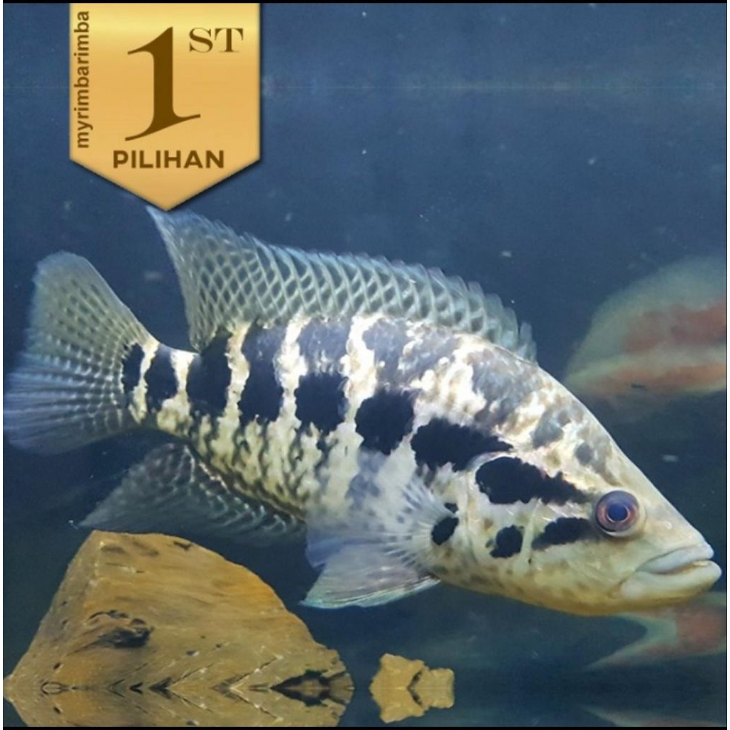 Baby Jaguar Cichlid Managuense Ikan HIas Aquascape Hiasan Aquarium Tanaman