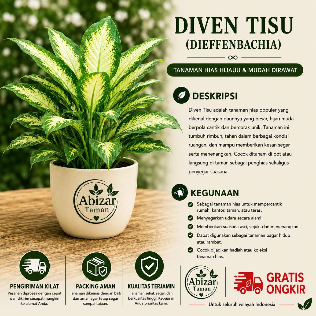 Tanaman Hias Blanceng Tisu Daun Rimbun Segar Batang Besar Tanaman Hias Diven Tisu Murah Berkualitas