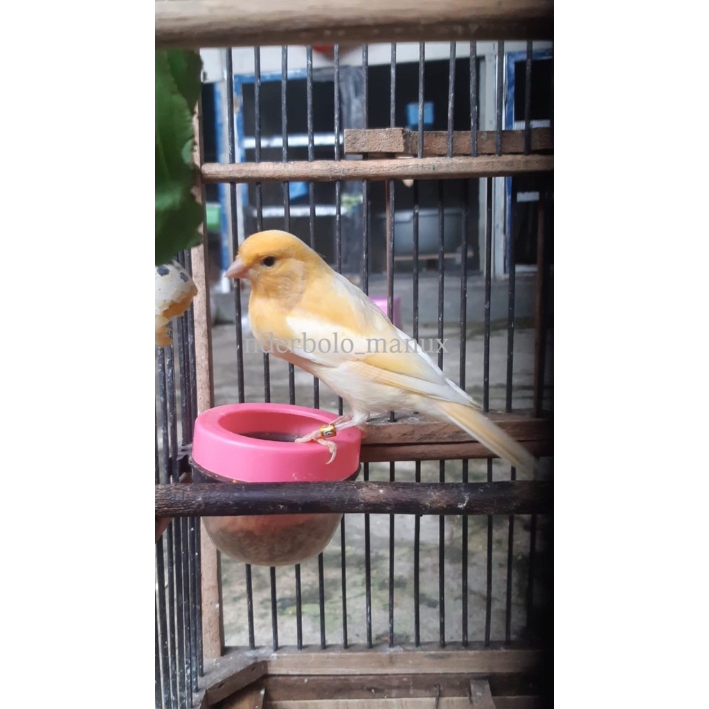 KENARI JANTAN AF (JANTAN F2YS x BETINA LOPER) WARNA ORANGE