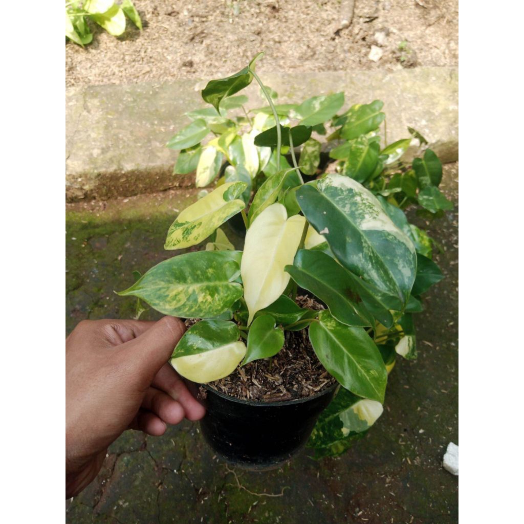 brekele variegata