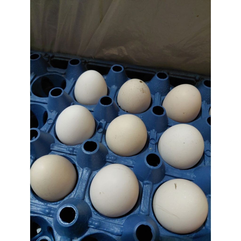 (INSTAN) TELUR JAMU AYAM ARAB ELBA