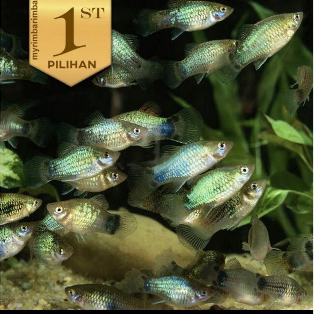 10 ekor Blue Grey Metalic Platy Ikan Hias Aquascape Hiasan Aquarium Tanaman Air