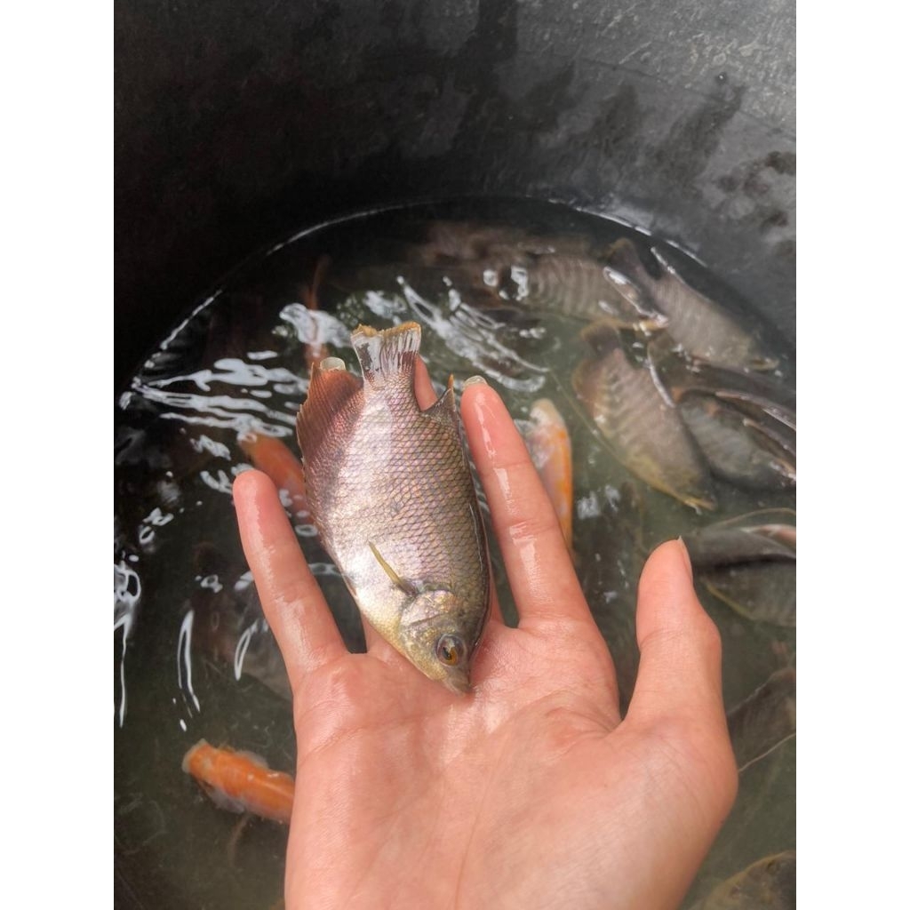 bibit ikan gurame soang size 2 jari/ikan super sehat lincah & gemuk di jamin berkualitas (paket 15 e