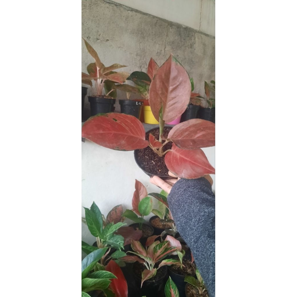 Aglonema Charlie Brown