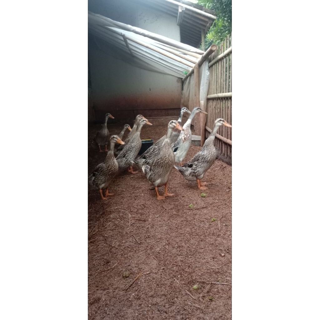 Telur fertil bebek alabio