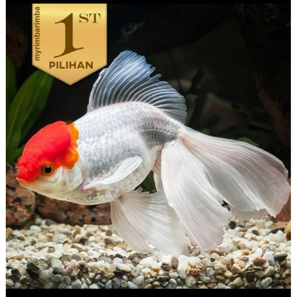 Koki Oranda Topi Merah Jumbo Ikan Hias Kolam Hiasan Aquarium Aquascape