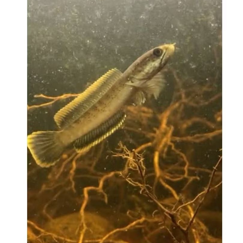 Chana Limbata Golden Istimewa isi 3 Ekor Size 3-5cm