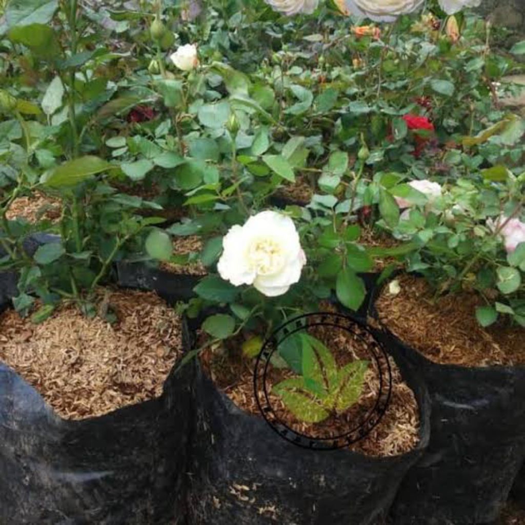 BIBIT BUNGA MAWAR PUTIH