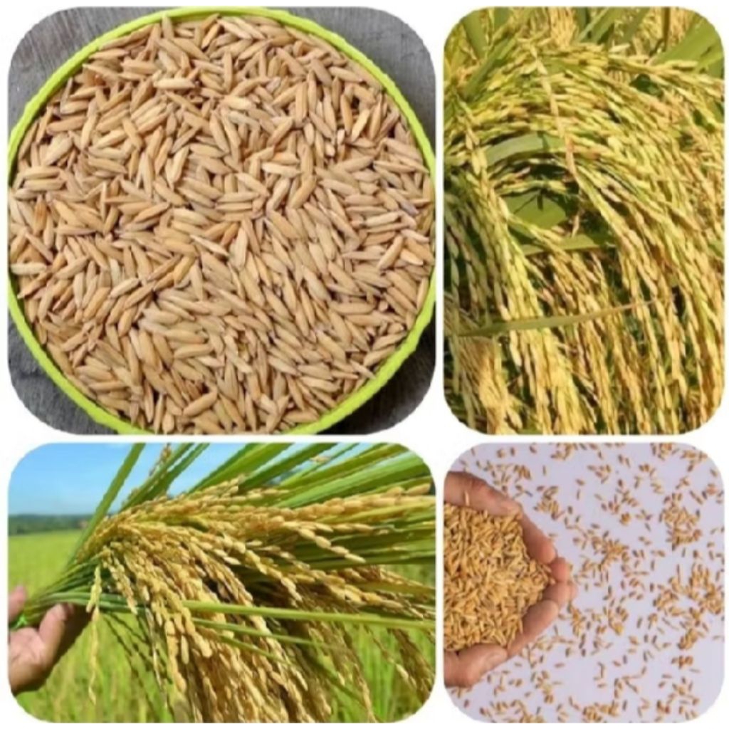 bibit/BENIH PADI CIHERANG SIAP TANAM netto 1kg