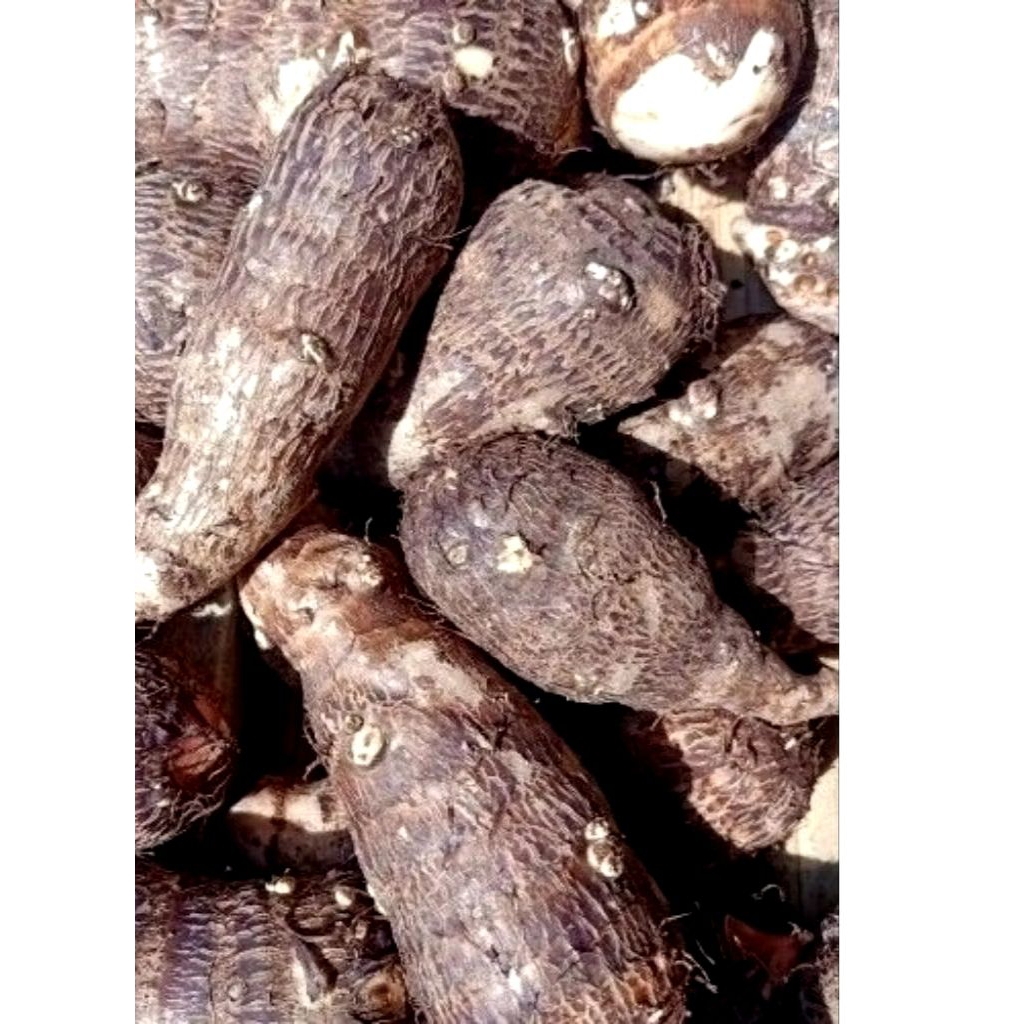 talas mbote / ubi mbote 3 biji , 1KG , 2 KG ubi talas  / enthik jumbo segar dan pulen/manis termurah