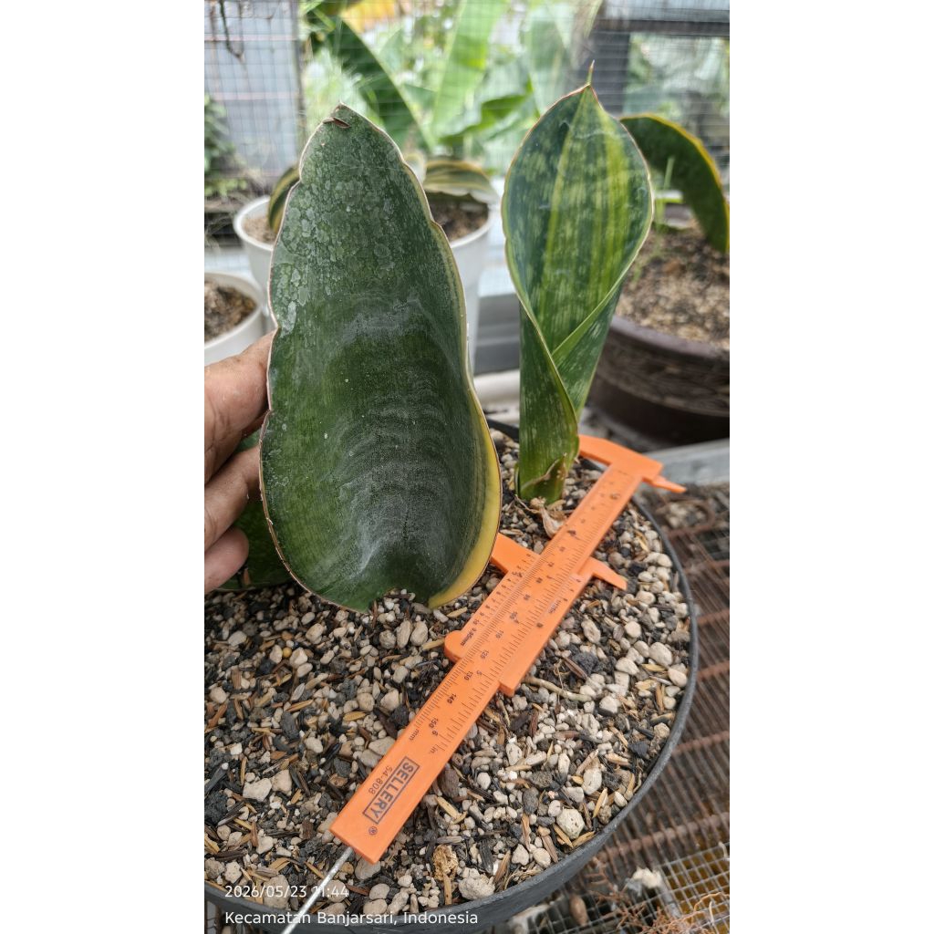 sansevieria malawi midnight varigata