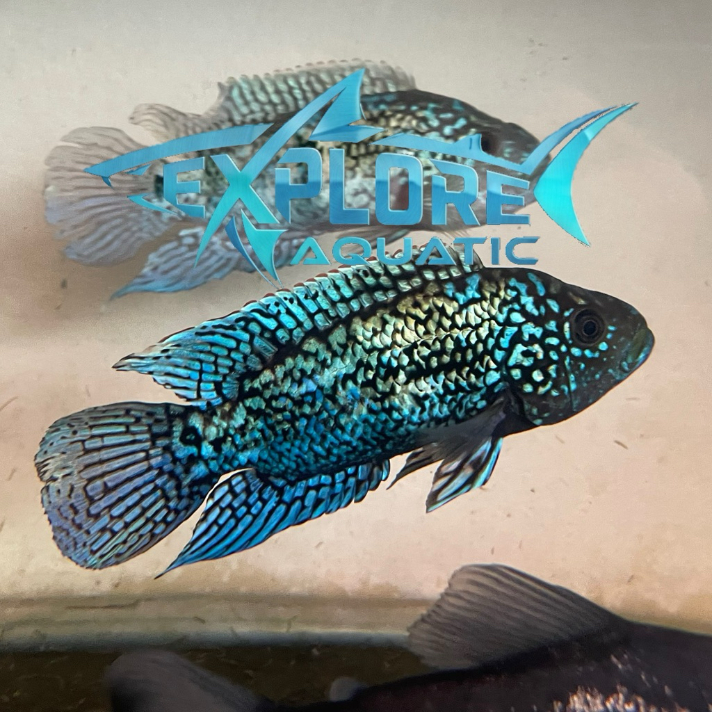 Electric Blue Jack Dempsey 13cm - Ikan Hias Aquarium