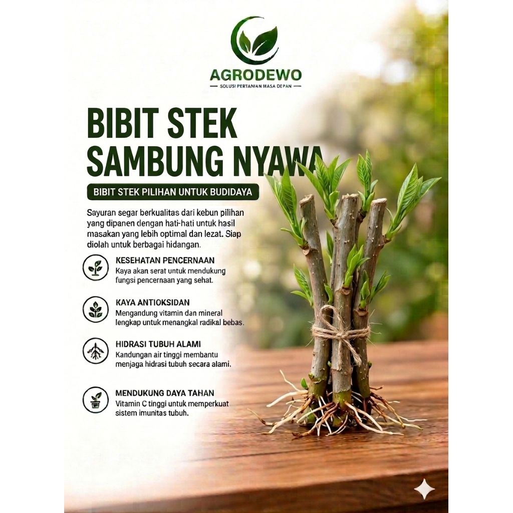 Tanaman Sambung nyawa herbal