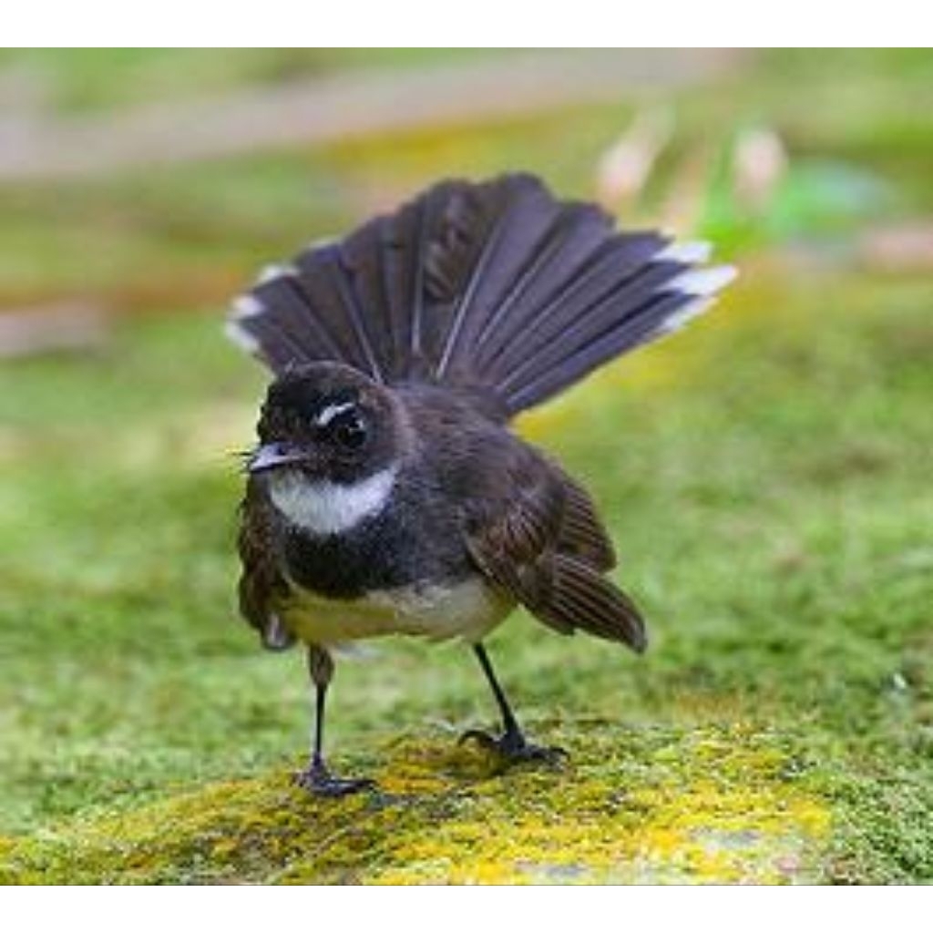 burung sikatan kipas cocok untuk aviary