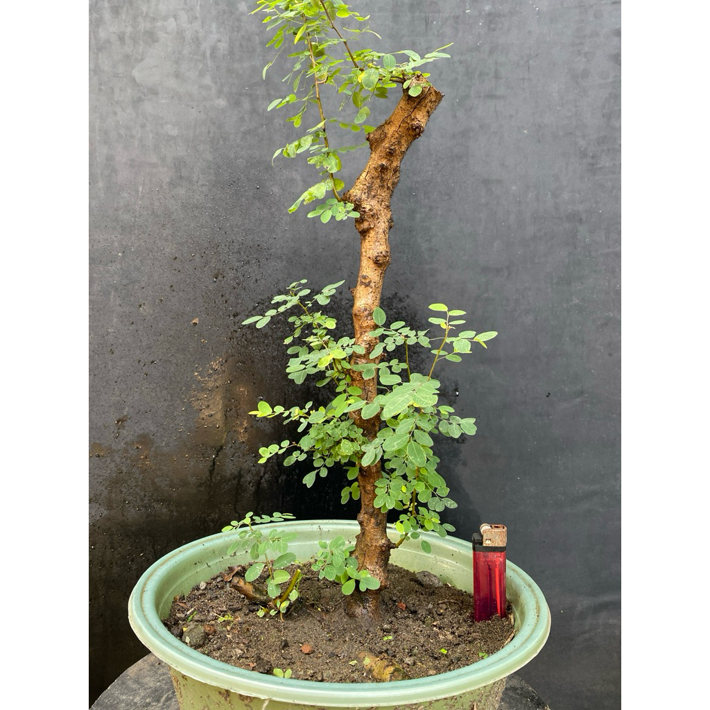 Bahan Bonsai Ileng-ileng / Mangsian / Pylantus reticulatus