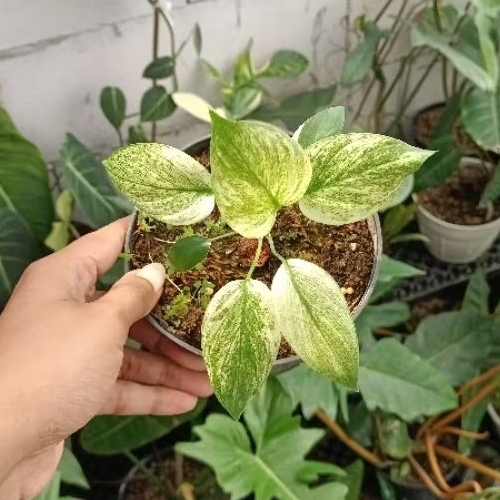 BabyPlant - Homalomena Rubescen Mint Peach Eco