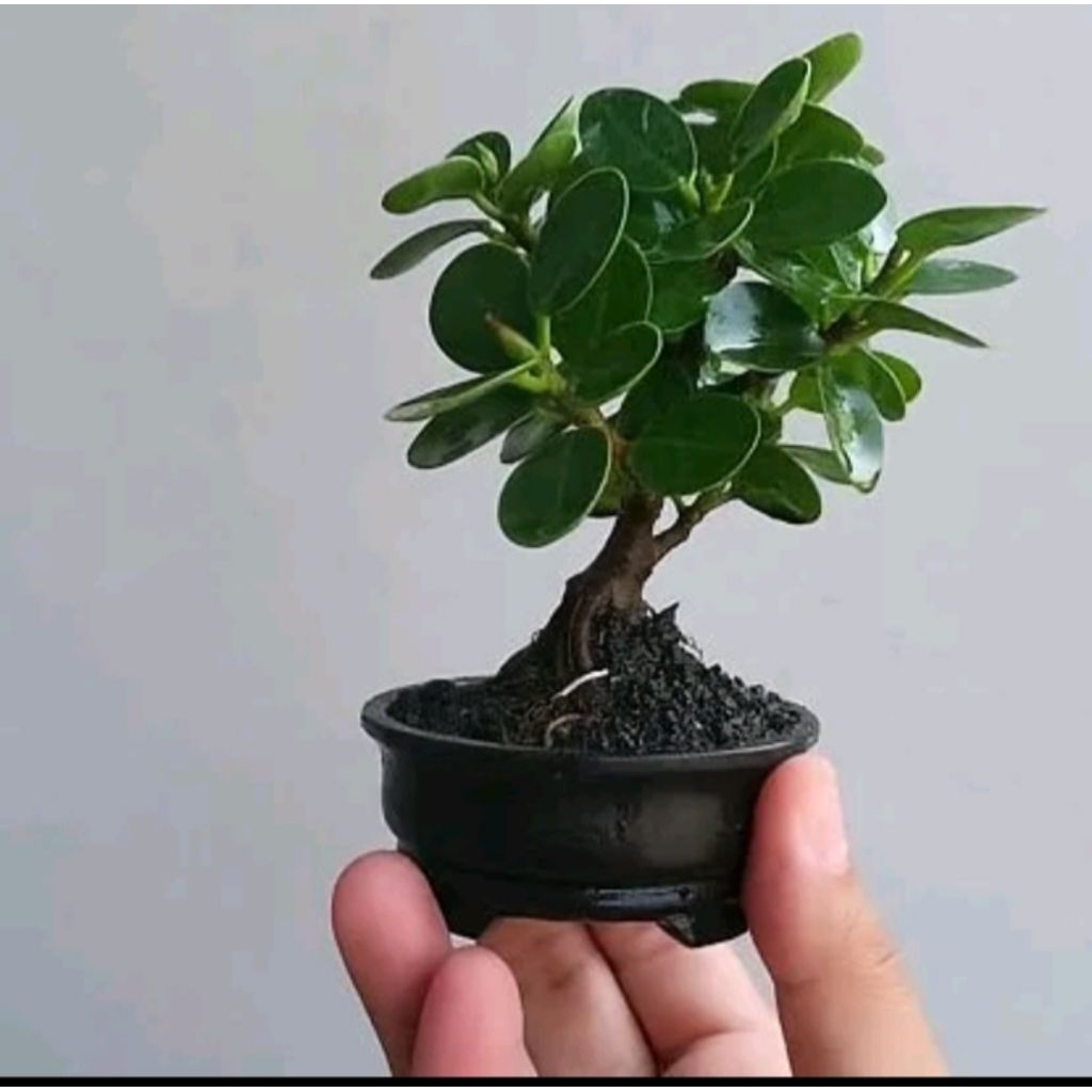 Promo Bonsai Daun Dolar Mikro Mangkok ORI Ukuran Mini