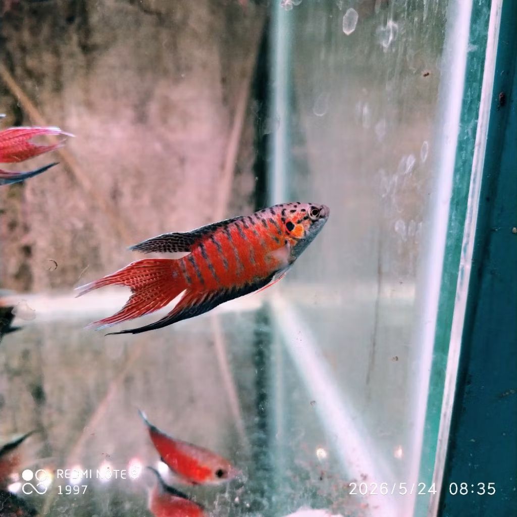 Ikan Hias Sepat Paradise GARANSI HIDUP