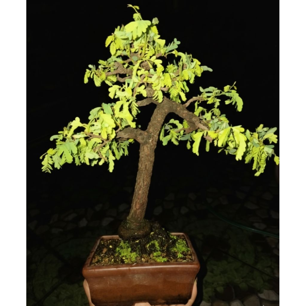 Bonsai Tamarindus indica (Asem Thailand )