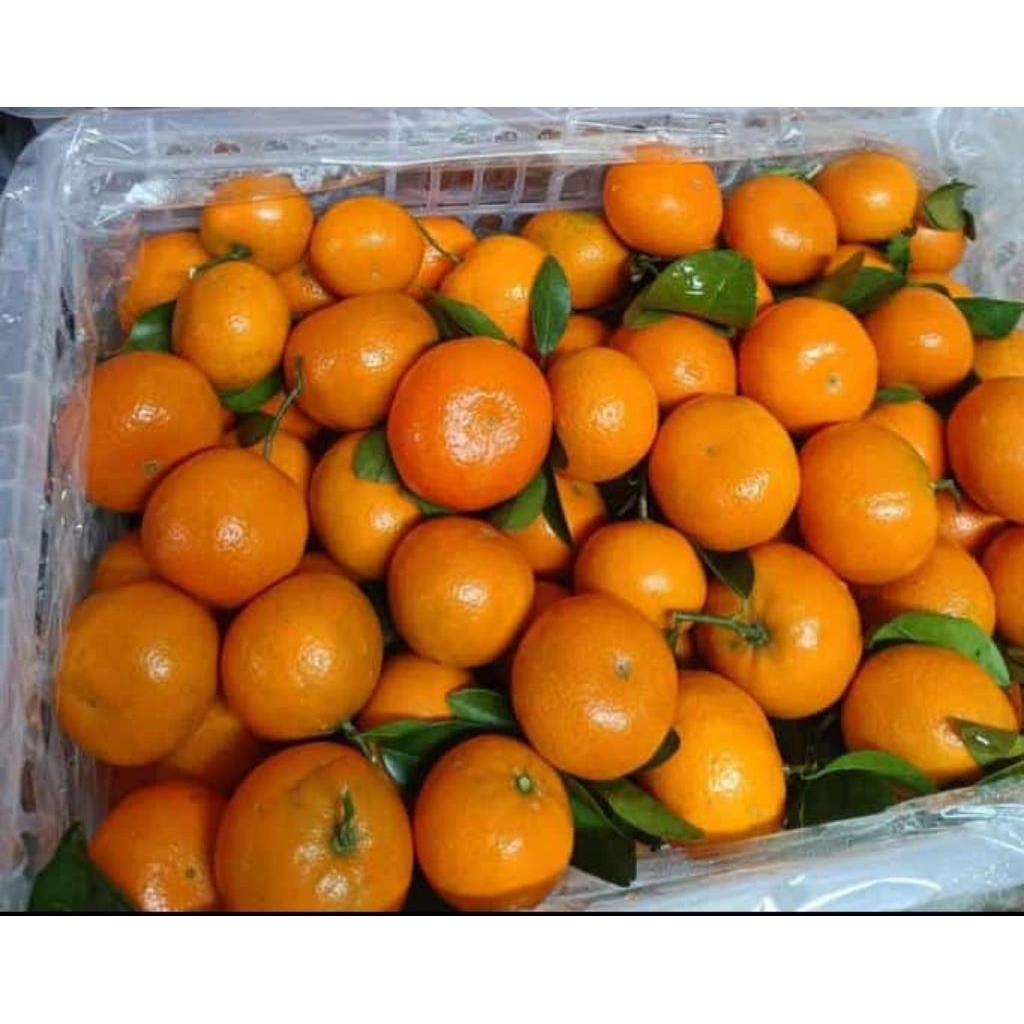 Jeruk mandarin1kg