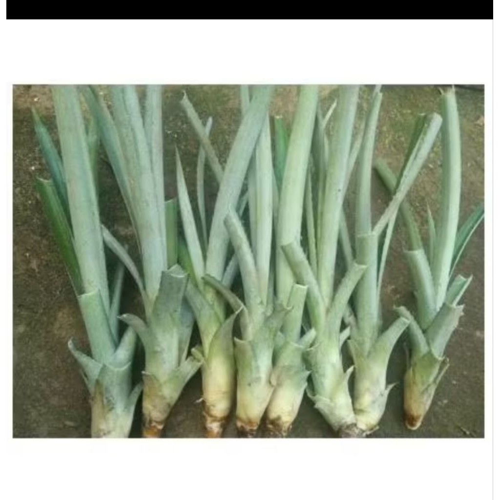 BIBIT NANAS MASU BOGOR 10 POHON
