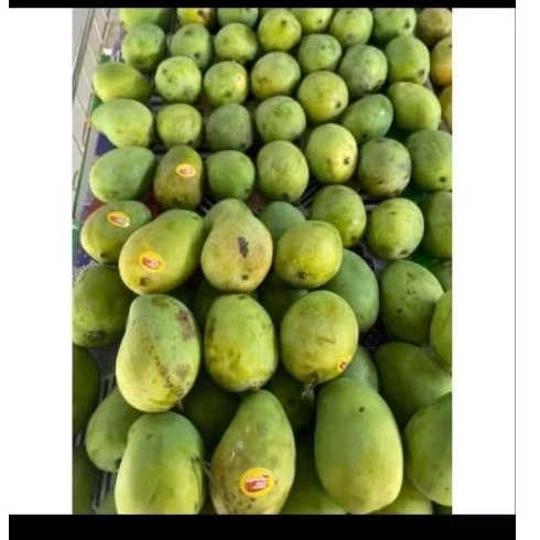mangga alpukat 1kg
