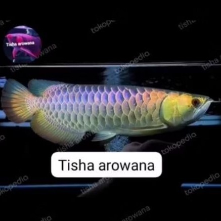link new golden red genetik highback bluebase grade A