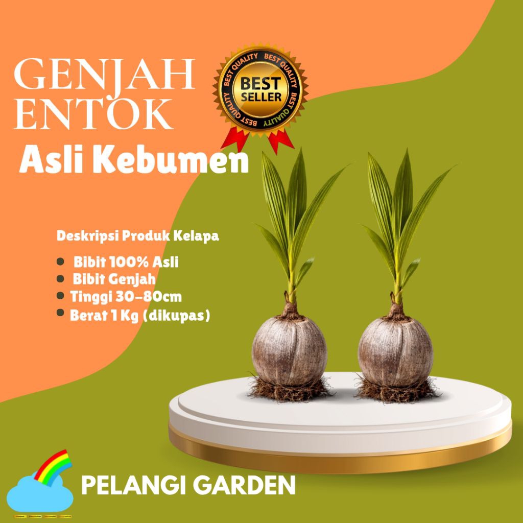 HARGA PETANI !! Bibit Kelapa Genjah Kebumen, Bibit Kelapa Genjah Pendek, Bibit Kelapa Genjah Super
