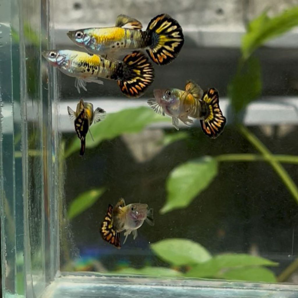 guppy galaxy medusa roundtail