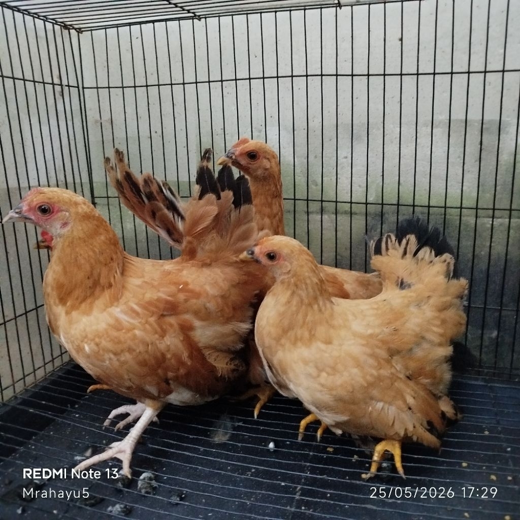 ayam Kate betina