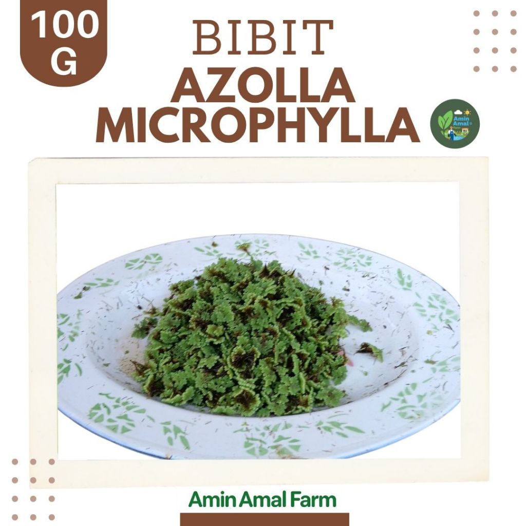 Bibit Azolla Microphylla Perbungkus 100 G, Benih Tanaman Air Hijau Azolla ini Mudah dalam perawatan 