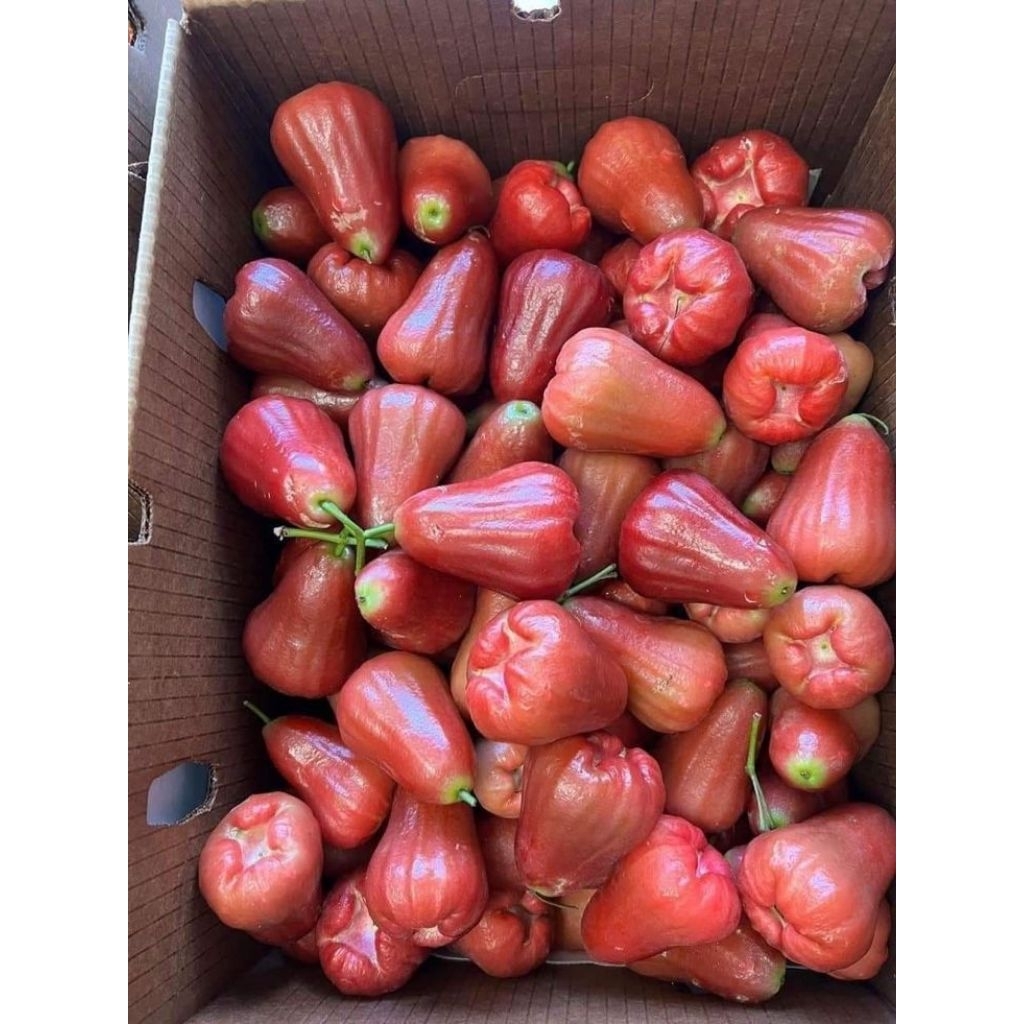 [PREMIUM] Buah Jambu Citra 1Kg Jambu Air Merah Manis Alami