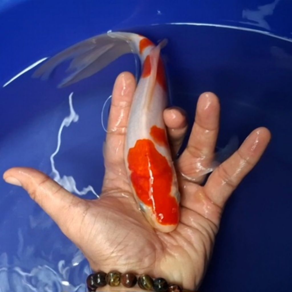Ikan Koi Blitar Jenis Kumpay Slayer / Rumah Koi Jakarta / kode 007